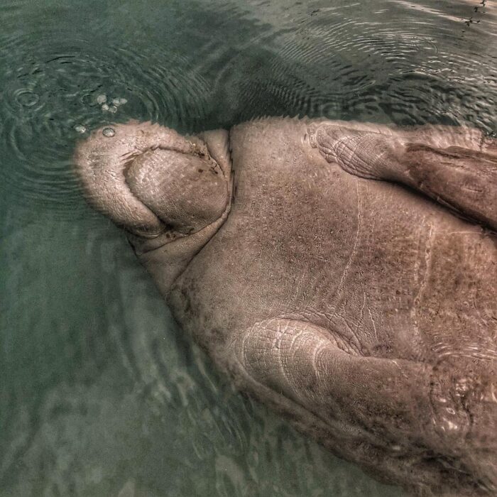 #2 | MANATEES-D: An Unforgettable Encounter in Crystal River FL