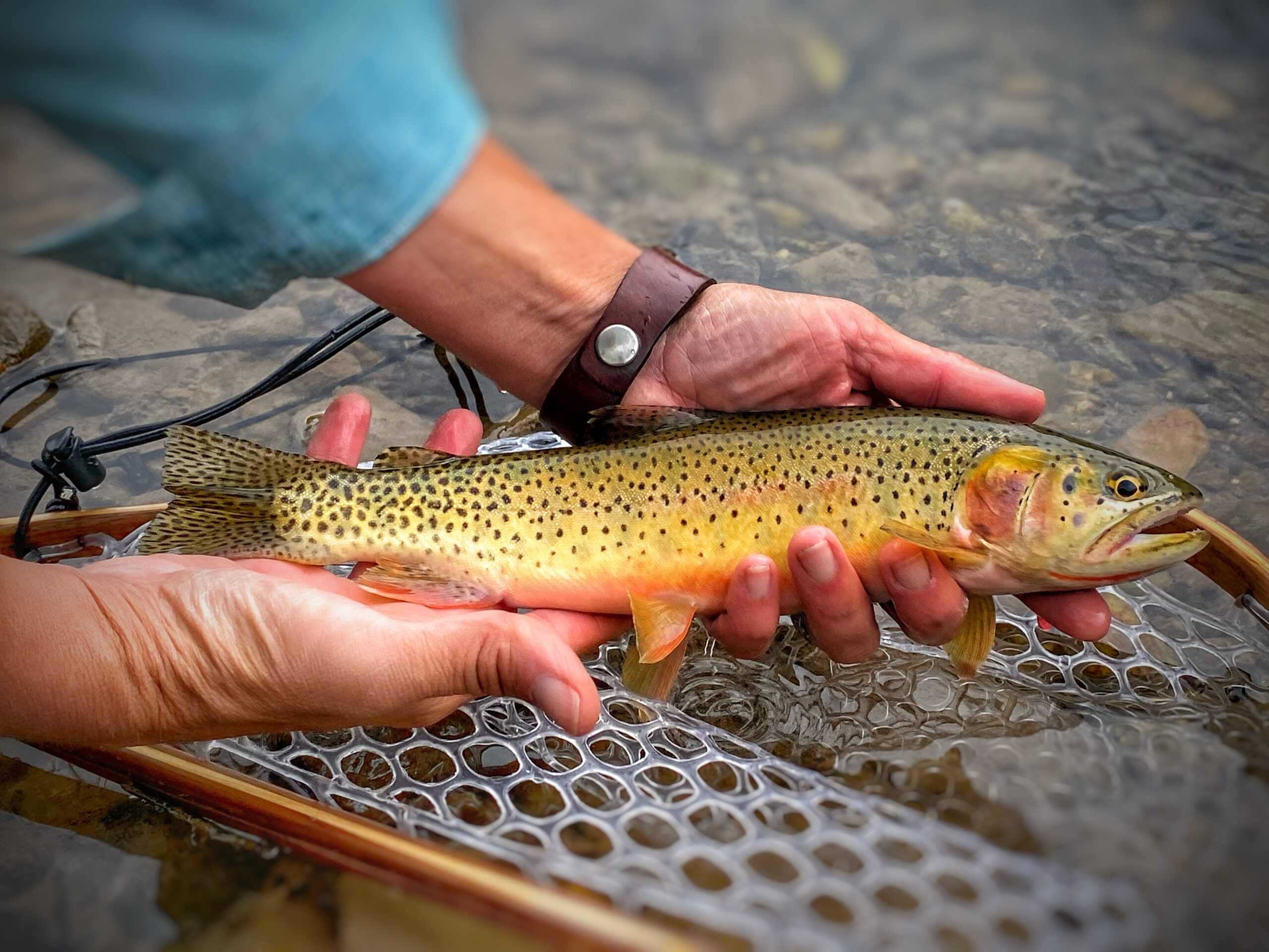 Fly Fishing Colorado - July - Colorado River Cutthroats 