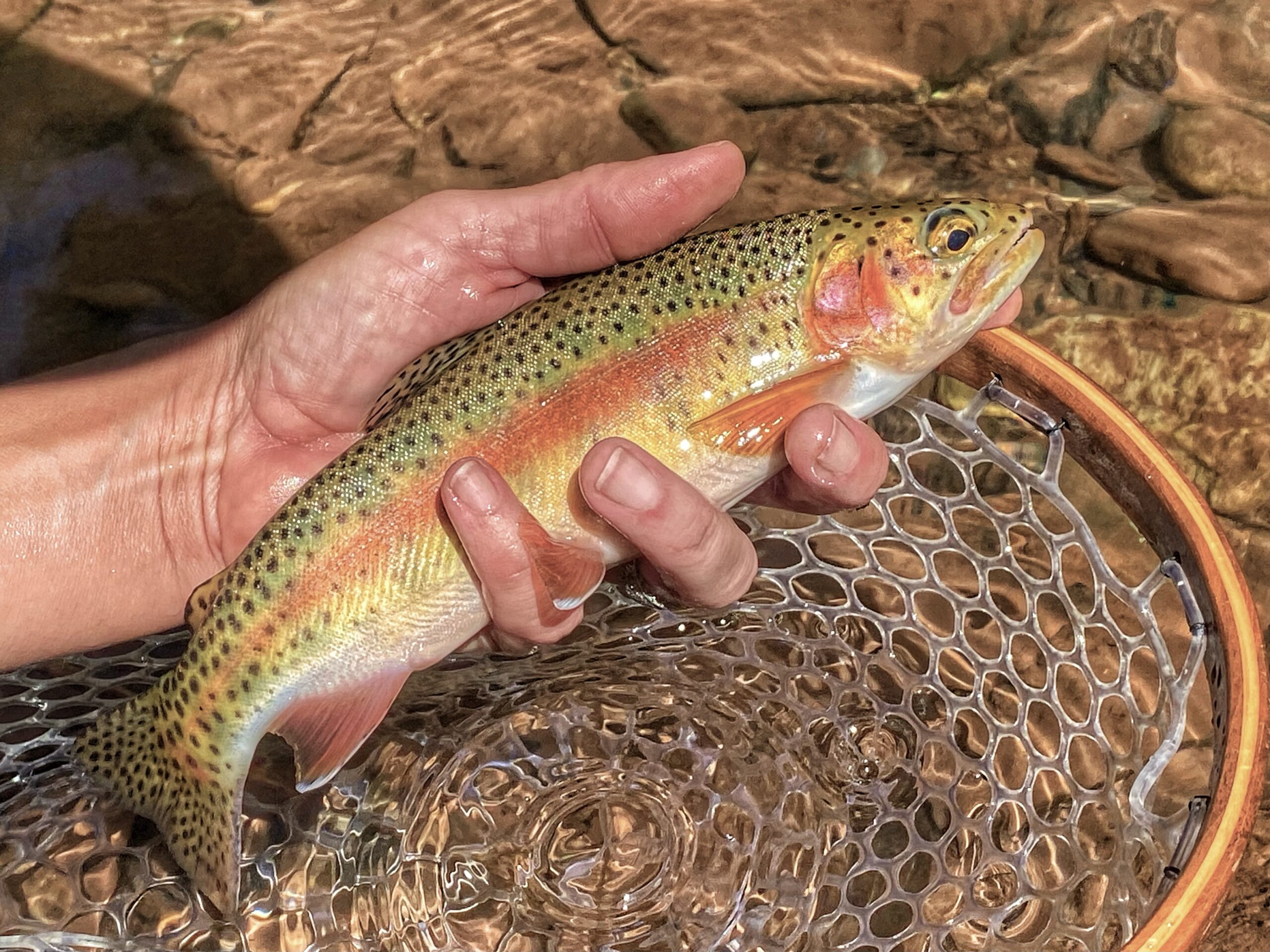 Southwestern Colorado High Country Fly Fishing - fisherofzen